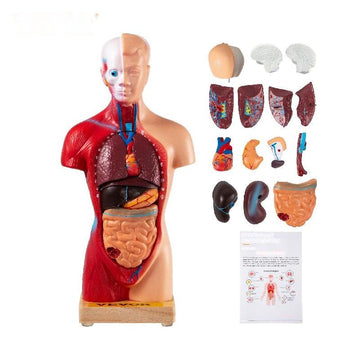 Human Torso Anatomy Model 15 Dele - 28 cm med hjerne, skede