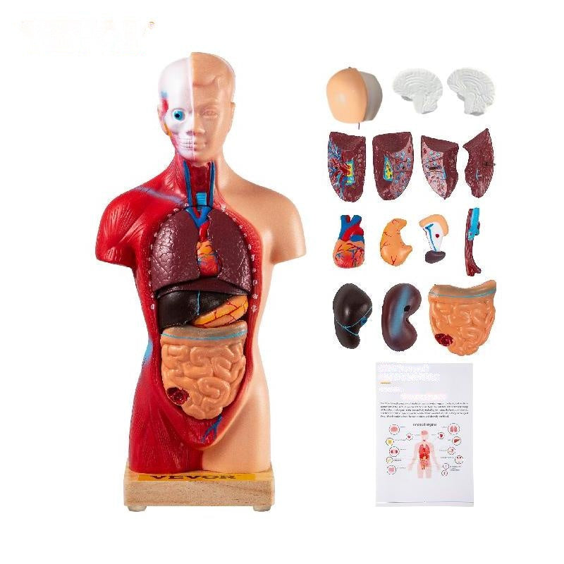 Human Torso Anatomy Model 15 Dele - 28 cm med hjerne, skede