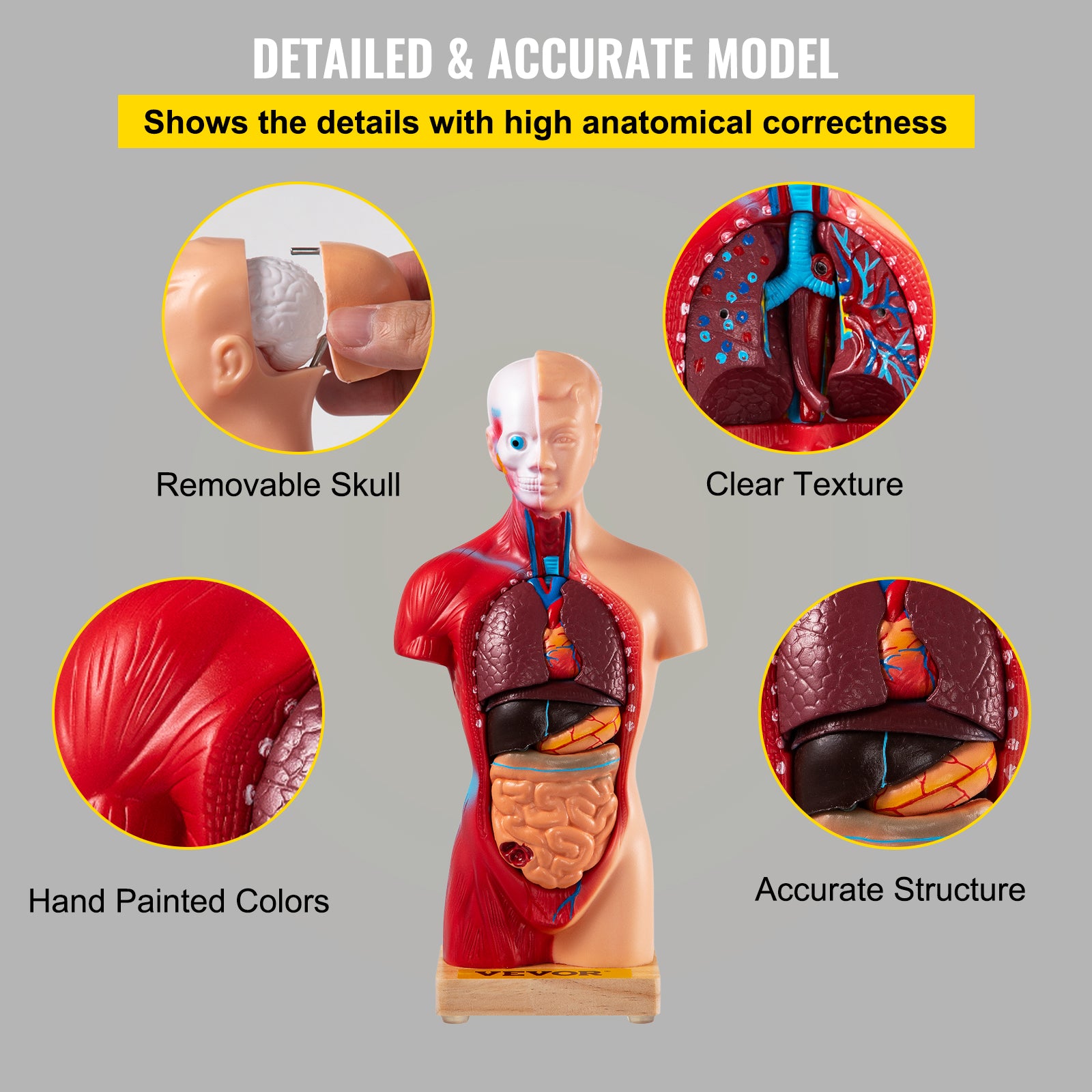 Human Torso Anatomy Model 15 Parts - 28 cm with Brain, Sheath